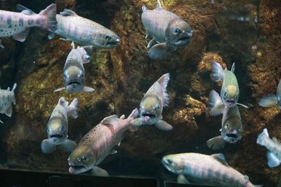 A lot of fishes swimming in sea at the aquarium near by fuji mountain in japan