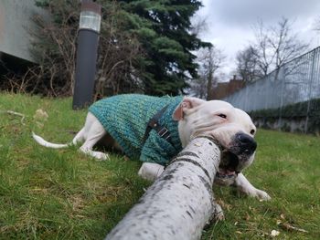 Dog relaxing on field