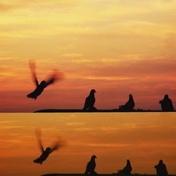 Silhouette birds flying over sea against orange sky