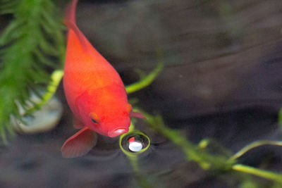 High angle view of koi carp swimming in lake