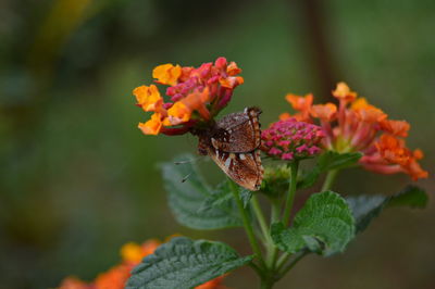 Close-up of butterfly on flowers