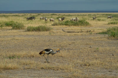 Grey crowned crane walking across an arid landscape