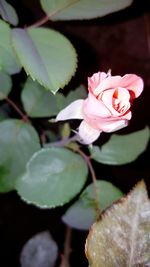 Close-up of flower blooming outdoors