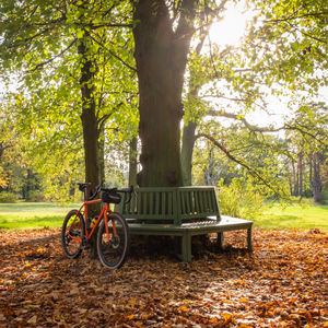 Bench in park during autumn