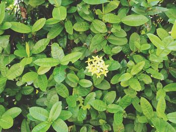 Full frame shot of plants