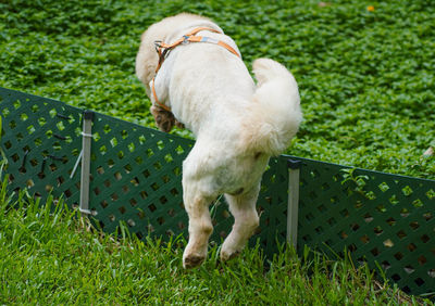 White dog standing on field