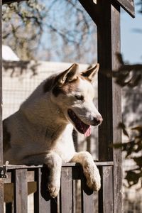 View of a dog looking away