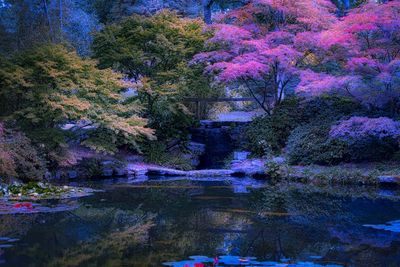 Trees by lake in forest during autumn