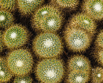 Full frame shot of cactus