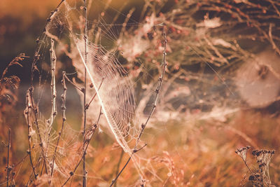 Close-up of dry leaf on spider web