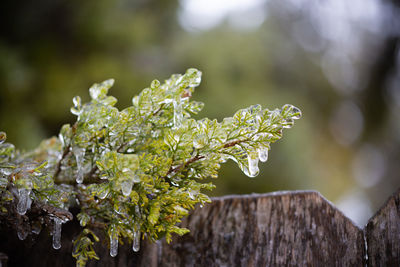 Close-up of frozen plant