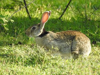 Close-up of rabbit sitting on grassy field