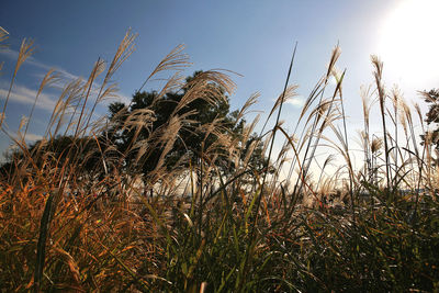 Plants growing on field