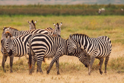 Zebra standing on field