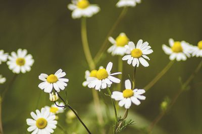 Close-up of white daisy flowers