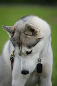 Close-up of a dog looking away