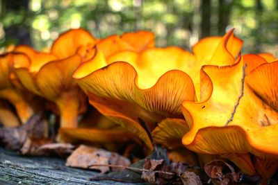 Close-up of orange mushrooms