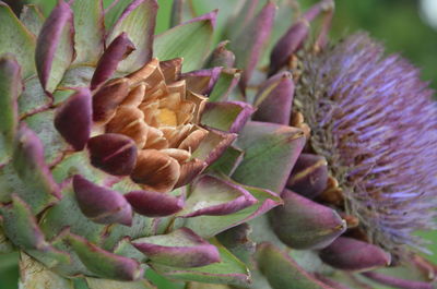 Close-up of succulent plant