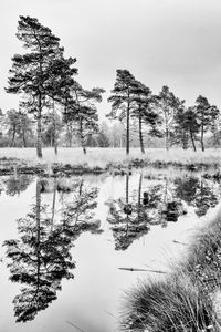 Reflection of trees in water