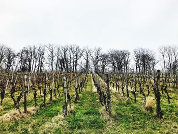Trees on field against sky