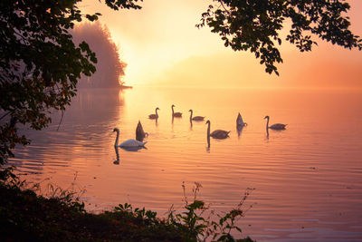 Birds swimming in lake during sunset