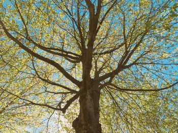 Low angle view of trees