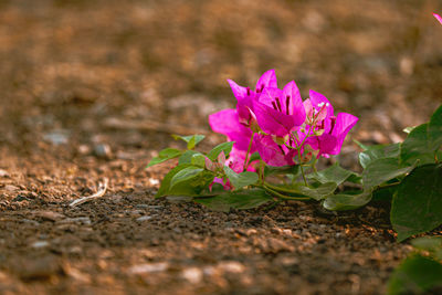 Close-up of pink flowering plant