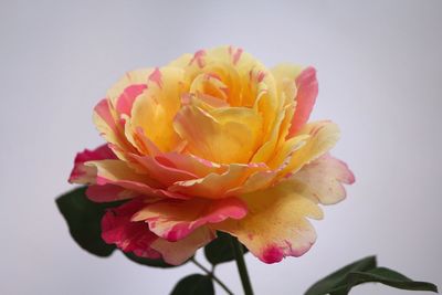 Close-up of rose blooming