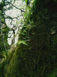 Trees on grassy field