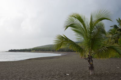 Palm trees on beach against sky