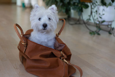 West highland white terrier sits in a travel bag. a white dog in a suitcase