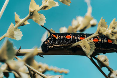 Caterpillar on a leaf