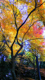 Low angle view of trees during autumn