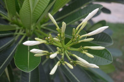 Close-up of white flowering plant
