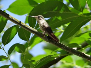 Bird perching on a branch