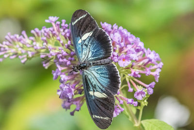 Butterfly on purple flower