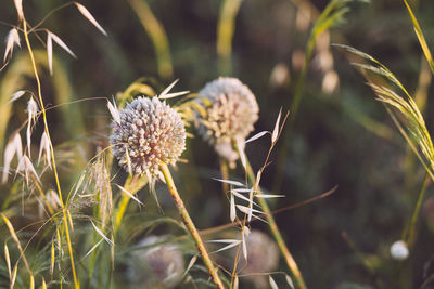 Close-up of plant