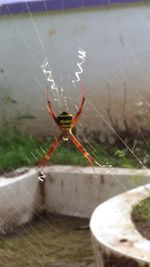 Spider on web