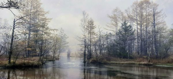 Trees by lake in forest against sky