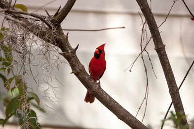 Close-up of bird perching on branch