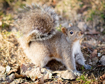 Close-up of squirrel on land