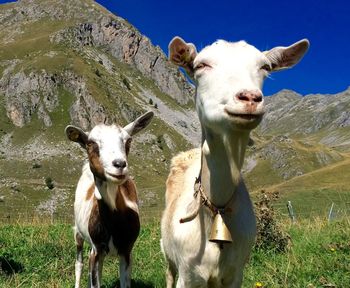 Portrait of sheep grazing on field