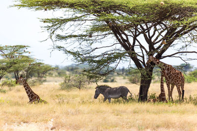 Side view of two animals on landscape