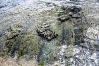 High angle view of rock in sea