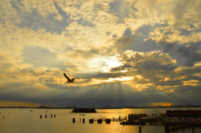 Silhouette birds flying over sea against sky during sunset