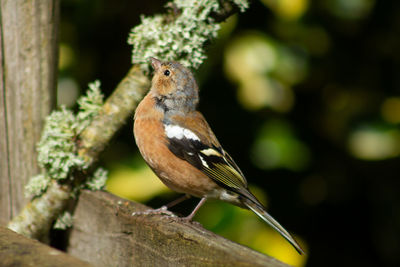 Close-up of bird perching on wood