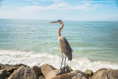 High angle view of gray heron perching on rock by sea against sky