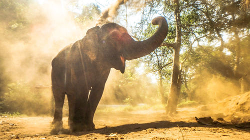 Elephant amidst trees in forest