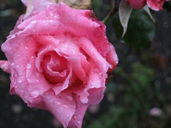 Close-up of pink rose