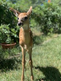 Portrait of an animal on field